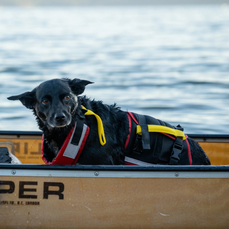 Mustang Survival Underdog canine life vest Red/Black
