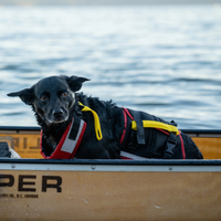 Thumbnail for Mustang Survival Underdog canine life vest Red/Black