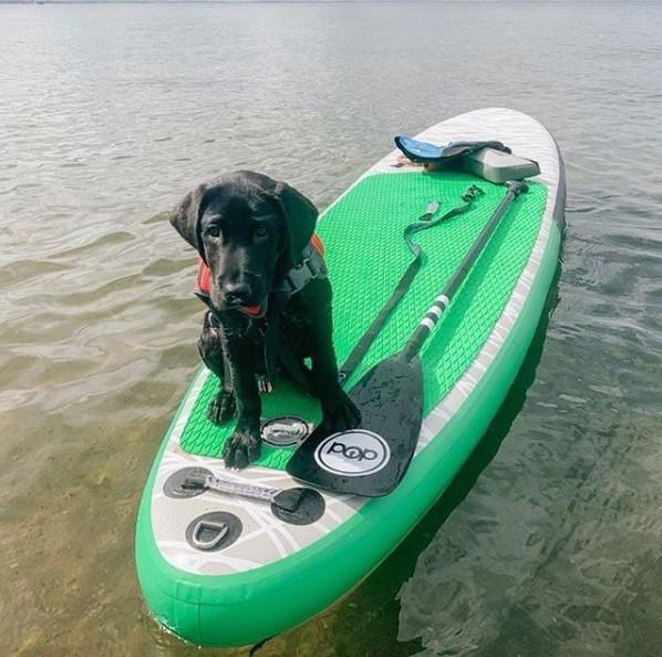 Fixie Carbon Paddle dog