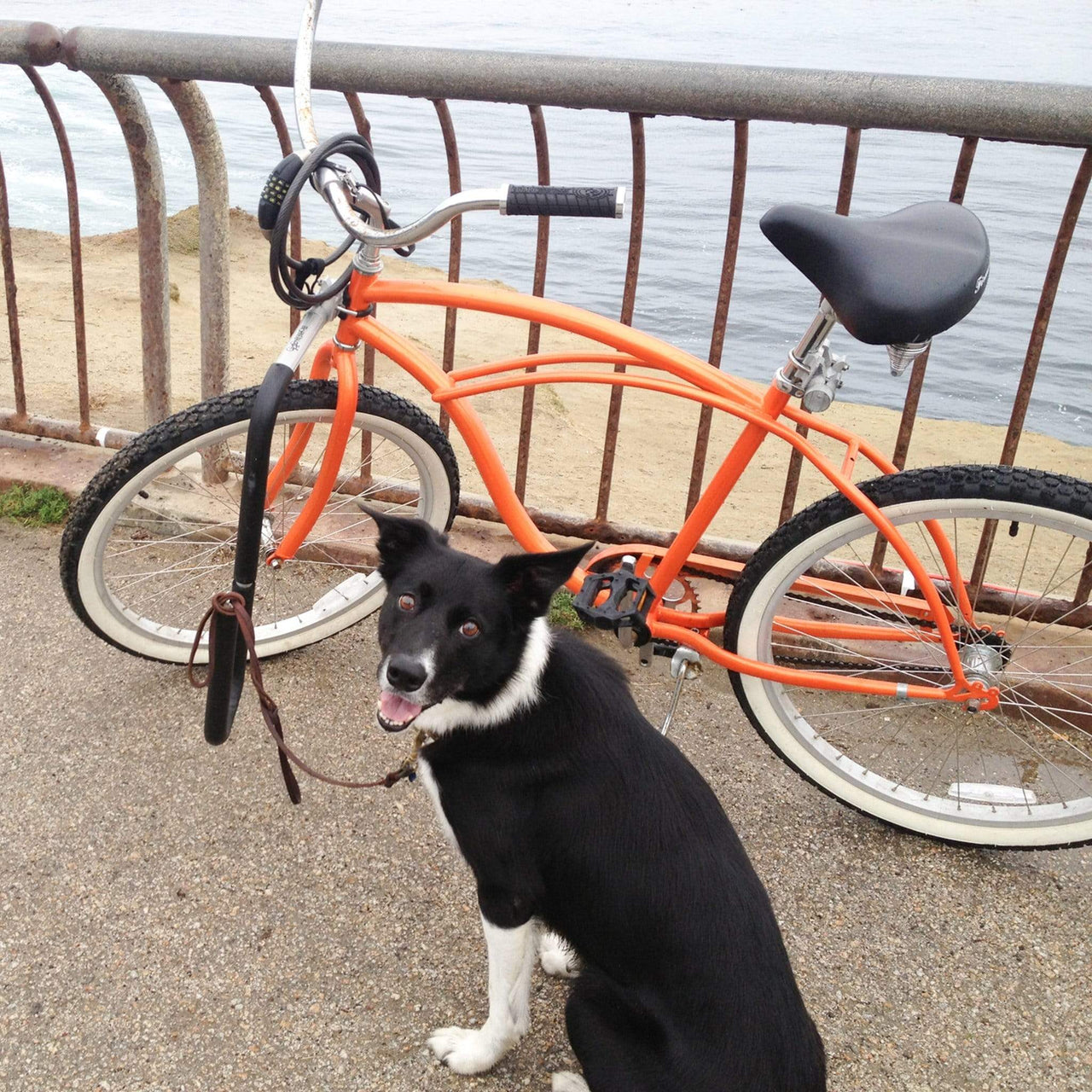 Moved By Bikes Dog Runner - Good Wave